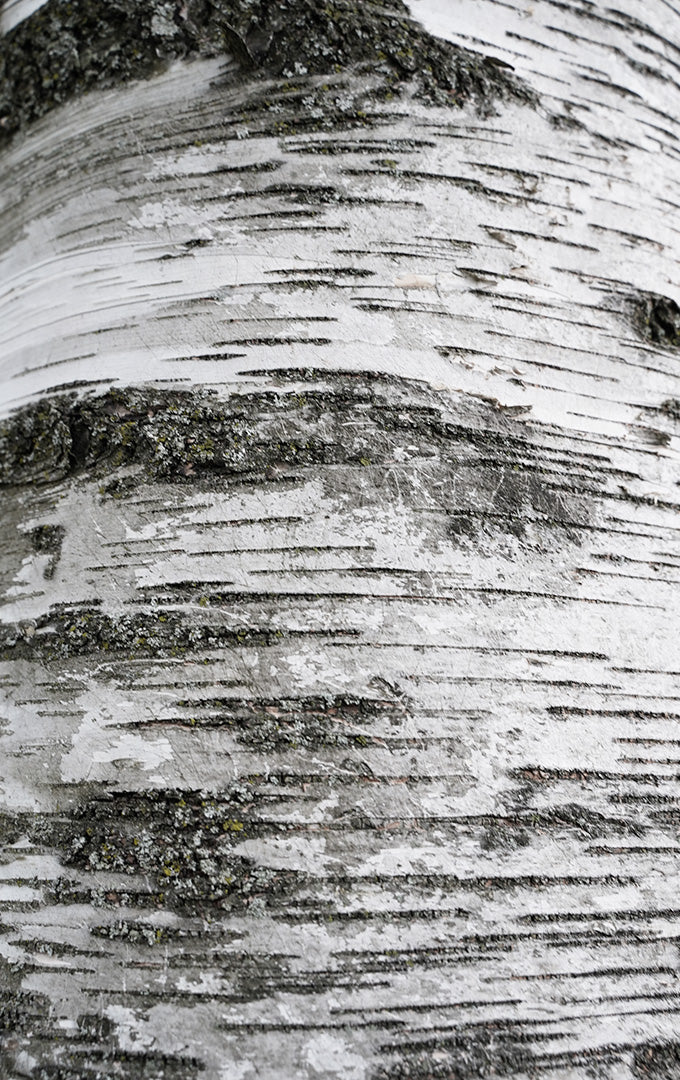 The birch tree is something very special