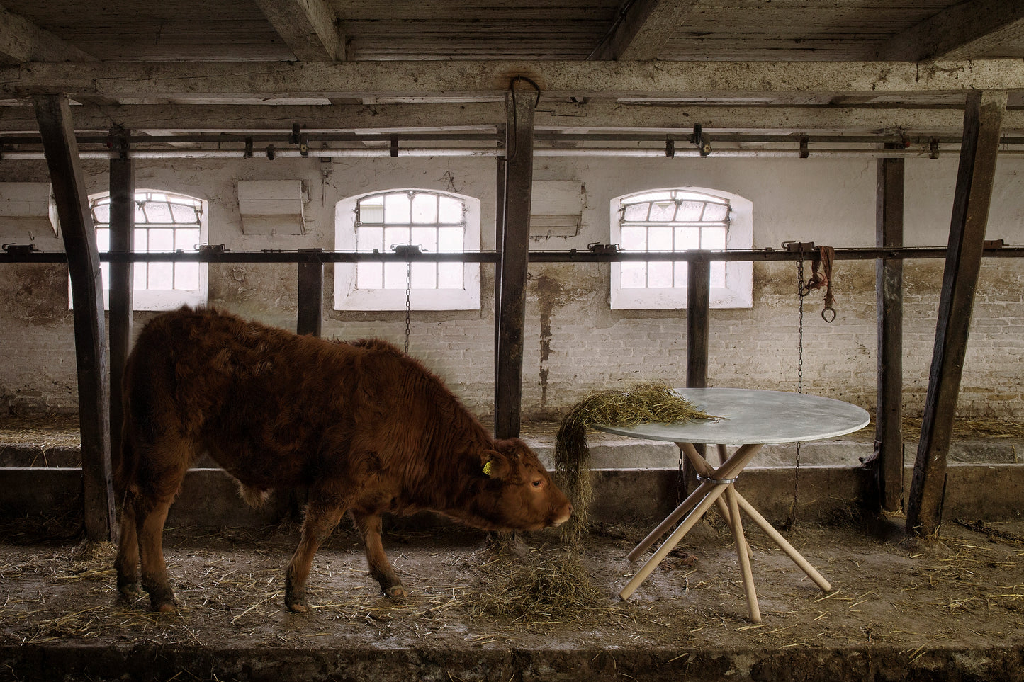 Concrete Light / Oak Light