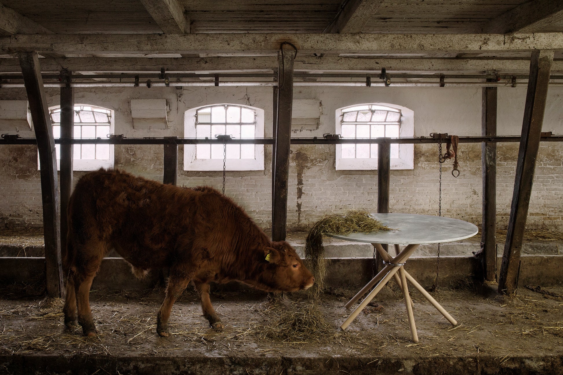 Concrete Light / Oak Light